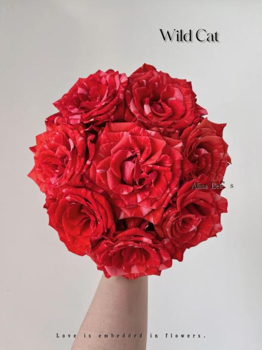 厄瓜多尔小众进口Wild Cat野猫玫瑰鲜切花家庭插花10支 商品图0