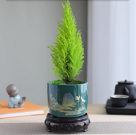 【放轻松，桌面上的圣诞派对~】小香松圣诞树绿植 柏树办公桌面植物盆栽 节日礼品送礼物 香松如火焰 又似灯塔般的树形-QQ 商品图9