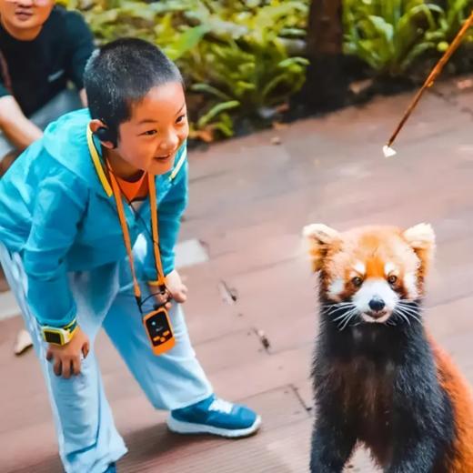 6天5晚【奢玩·西双版纳五一暑假亲子营】体验雨林穿越、特色傣族民俗文化、野象谷、小熊猫庄园，1大1小到2大2小享主题正餐，全程高能有玩有学不枯燥，高端野奢度假体验~ 商品图12