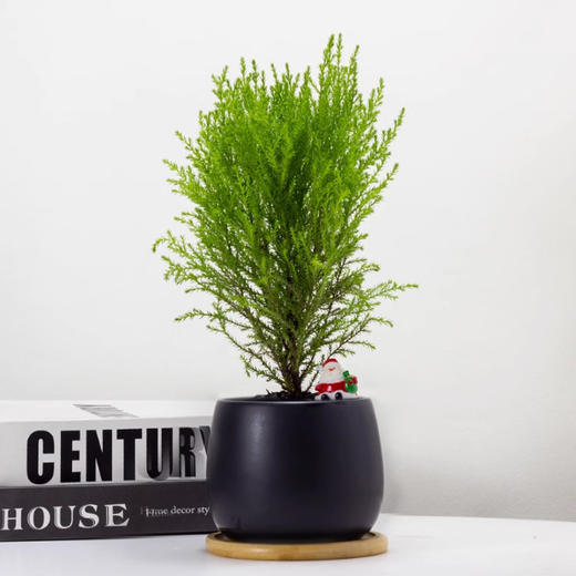 【放轻松，桌面上的圣诞派对~】小香松圣诞树绿植 柏树办公桌面植物盆栽 节日礼品送礼物 香松如火焰 又似灯塔般的树形-QQ 商品图12
