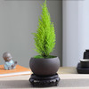 【放轻松，桌面上的圣诞派对~】小香松圣诞树绿植 柏树办公桌面植物盆栽 节日礼品送礼物 香松如火焰 又似灯塔般的树形-QQ 商品缩略图7