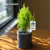 【放轻松，桌面上的圣诞派对~】小香松圣诞树绿植 柏树办公桌面植物盆栽 节日礼品送礼物 香松如火焰 又似灯塔般的树形-QQ 商品缩略图0