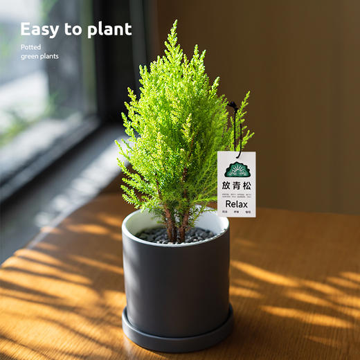 【放轻松，桌面上的圣诞派对~】小香松圣诞树绿植 柏树办公桌面植物盆栽 节日礼品送礼物 香松如火焰 又似灯塔般的树形-QQ 商品图0