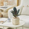 【网红盆栽，颜值在线】绿植室内花卉盆栽 办公室桌面摆件小盆景 植物发财树四季常青好养活 净化空气-QQ 商品缩略图13
