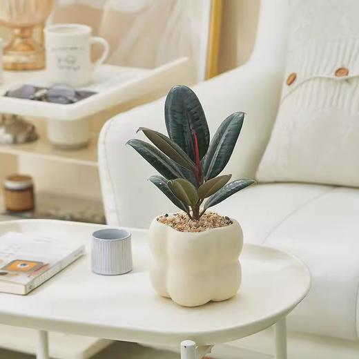 【网红盆栽，颜值在线】绿植室内花卉盆栽 办公室桌面摆件小盆景 植物发财树四季常青好养活 净化空气-QQ 商品图13