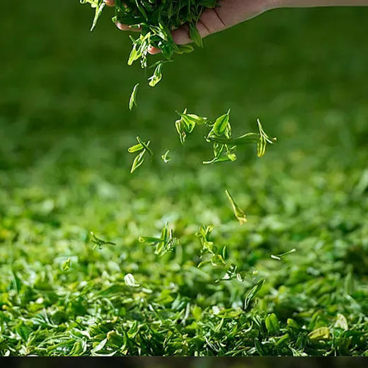 热卖中！！【三标齐全：龙井标、地理标、新茶标】2025新茶 西湖颐杭州明前龙井茶 商品图8