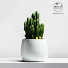 【盆景新品，好养又美观】万重山室内盆栽 仙人掌四季耐旱好养 植物办公室内桌面绿植 懒人盆景-QQ 商品缩略图7