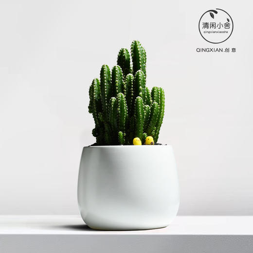 【盆景新品，好养又美观】万重山室内盆栽 仙人掌四季耐旱好养 植物办公室内桌面绿植 懒人盆景-QQ 商品图7
