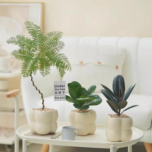 【网红盆栽，颜值在线】绿植室内花卉盆栽 办公室桌面摆件小盆景 植物发财树四季常青好养活 净化空气-QQ 商品图1
