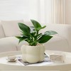【网红盆栽，颜值在线】绿植室内花卉盆栽 办公室桌面摆件小盆景 植物发财树四季常青好养活 净化空气-QQ 商品缩略图10