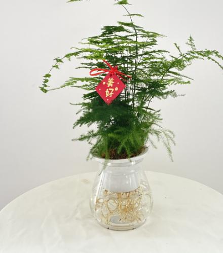 文竹/市场盆29 商品图0