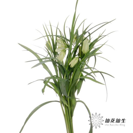 荷兰花材 | 小贝母绿白色 Meleagris Alba 商品图1
