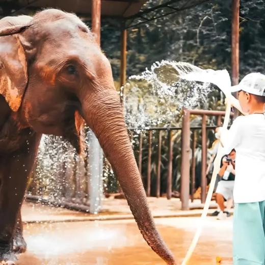6天5晚【奢玩·西双版纳五一暑假亲子营】体验雨林穿越、特色傣族民俗文化、野象谷、小熊猫庄园，1大1小到2大2小享主题正餐，全程高能有玩有学不枯燥，高端野奢度假体验~ 商品图3