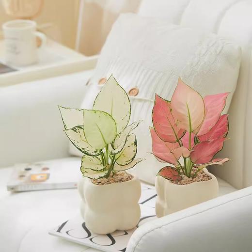 【网红盆栽，颜值在线】绿植室内花卉盆栽 办公室桌面摆件小盆景 植物发财树四季常青好养活 净化空气-QQ 商品图2