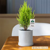 【放轻松，桌面上的圣诞派对~】小香松圣诞树绿植 柏树办公桌面植物盆栽 节日礼品送礼物 香松如火焰 又似灯塔般的树形-QQ 商品缩略图5