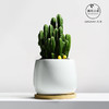【盆景新品，好养又美观】万重山室内盆栽 仙人掌四季耐旱好养 植物办公室内桌面绿植 懒人盆景-QQ 商品缩略图1