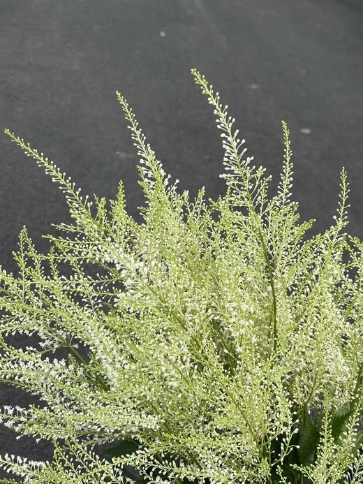 同城甄选精品小众国产花材络新妇10支 商品图2