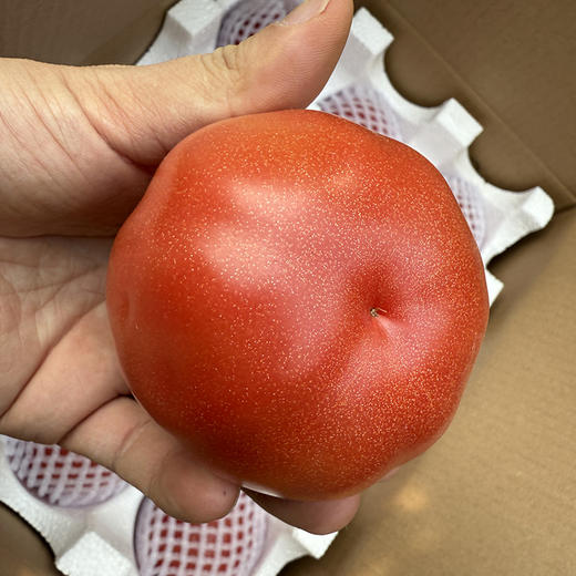 陕西【普罗旺斯西红柿】酸甜多汁 果肉糯糯沙沙 拒绝膨大剂 记忆中的番茄味 现摘现发 新鲜直达！【京东发货】 商品图3