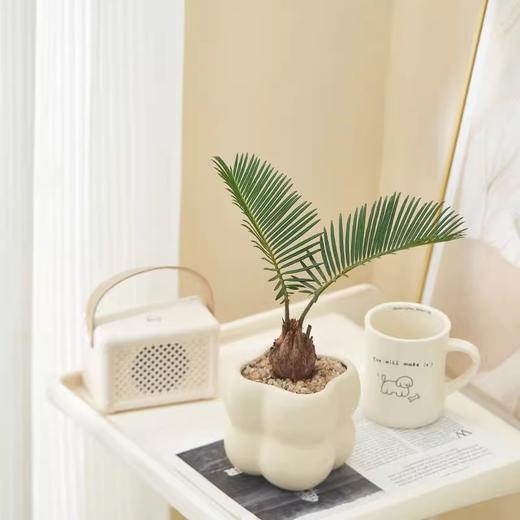 【网红盆栽，颜值在线】绿植室内花卉盆栽 办公室桌面摆件小盆景 植物发财树四季常青好养活 净化空气-QQ 商品图3
