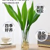 【水培植物，净化空气，好养又耐寒】一叶兰四季常青盆栽 办公室水培植物 网红摆件 室内好养 耐寒净化空气植物-QQ 商品缩略图0
