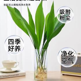 【水培植物，净化空气，好养又耐寒】一叶兰四季常青盆栽 办公室水培植物 网红摆件 室内好养 耐寒净化空气植物-QQ