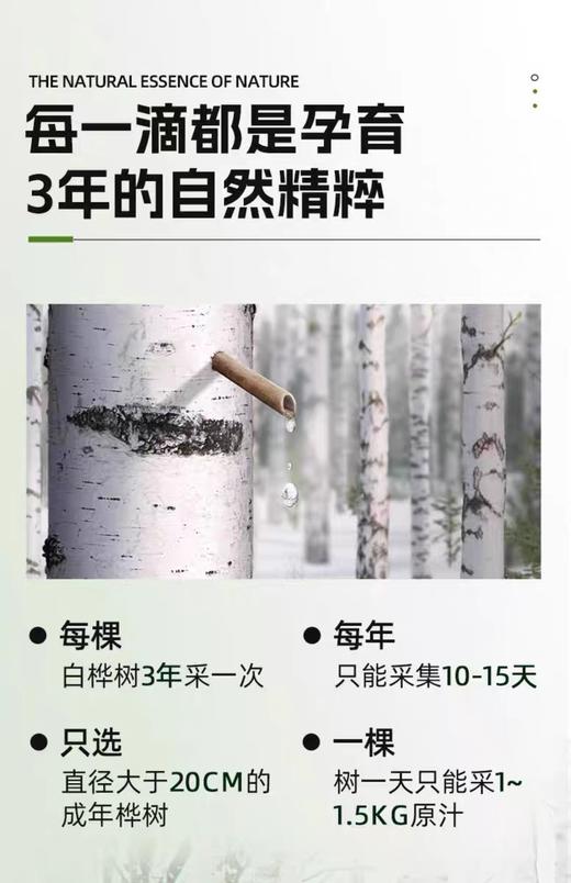 白桦依然 · 10倍浓缩白桦树汁  锁住自然的纯粹精华 商品图3