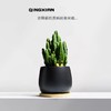 【盆景新品，好养又美观】万重山室内盆栽 仙人掌四季耐旱好养 植物办公室内桌面绿植 懒人盆景-QQ 商品缩略图0