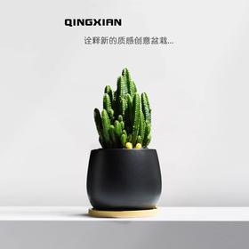 【盆景新品，好养又美观】万重山室内盆栽 仙人掌四季耐旱好养 植物办公室内桌面绿植 懒人盆景-QQ