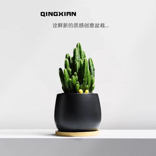 【盆景新品，好养又美观】万重山室内盆栽 仙人掌四季耐旱好养 植物办公室内桌面绿植 懒人盆景-QQ 商品图0