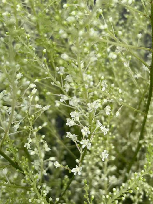 同城甄选精品小众国产花材络新妇10支 商品图7