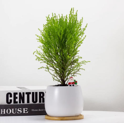 【放轻松，桌面上的圣诞派对~】小香松圣诞树绿植 柏树办公桌面植物盆栽 节日礼品送礼物 香松如火焰 又似灯塔般的树形-QQ 商品图11