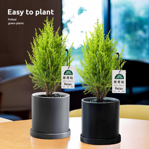 【放轻松，桌面上的圣诞派对~】小香松圣诞树绿植 柏树办公桌面植物盆栽 节日礼品送礼物 香松如火焰 又似灯塔般的树形-QQ 商品图2
