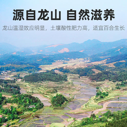 杞里香百合干干货泡水新鲜200g食用甜百合片非兰州龙牙可搭配银耳莲子龙山药百合 商品图5