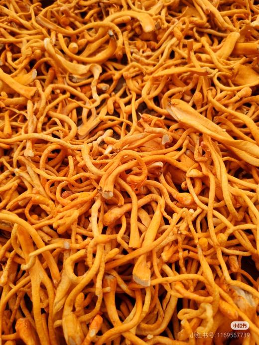 虫草花一袋 商品图2