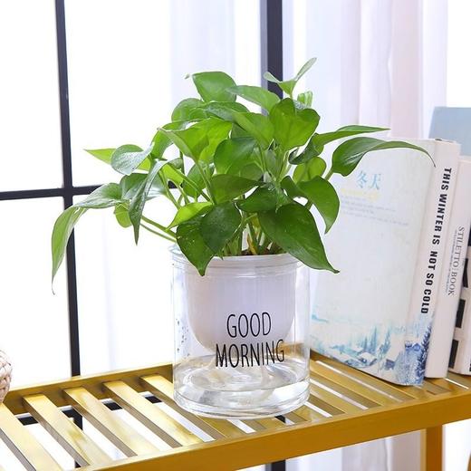 浇水绿萝免塑料早安吸水储水盆防烂根懒人双层自动花盆圆形培透明 商品图3