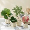 【网红盆栽，颜值在线】绿植室内花卉盆栽 办公室桌面摆件小盆景 植物发财树四季常青好养活 净化空气-QQ 商品缩略图0
