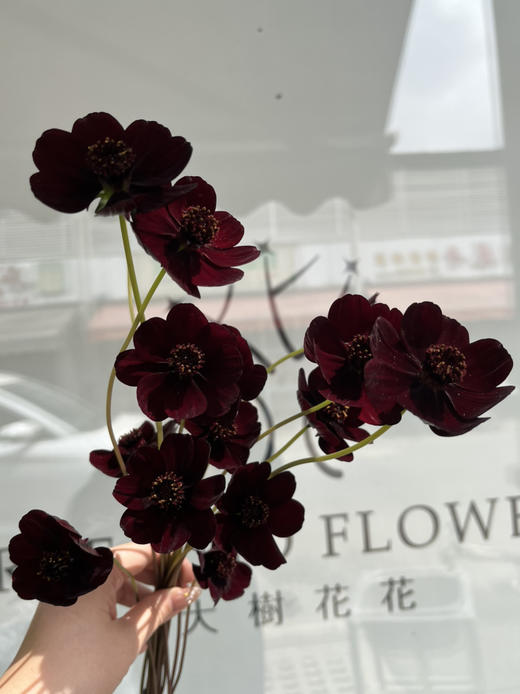 国产花材-【巧克力秋英】 商品图2