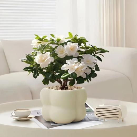 【网红盆栽，颜值在线】绿植室内花卉盆栽 办公室桌面摆件小盆景 植物发财树四季常青好养活 净化空气-QQ 商品图5