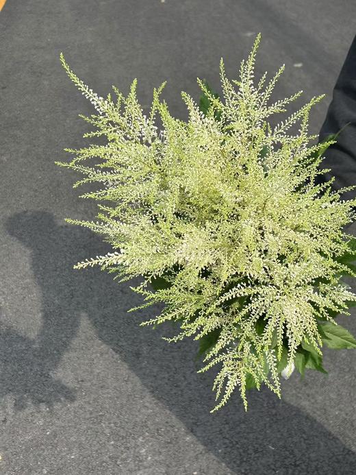 同城甄选精品小众国产花材络新妇10支 商品图8