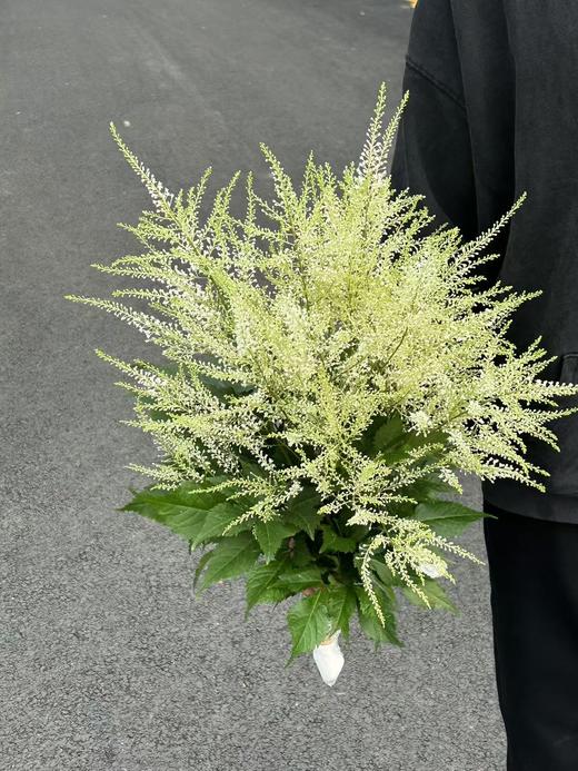 同城甄选精品小众国产花材络新妇10支 商品图1