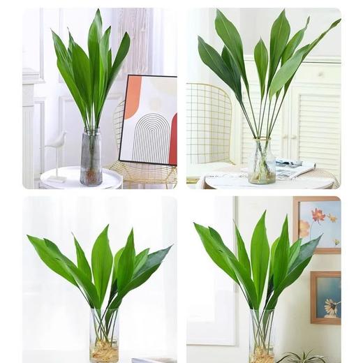 【水培植物，净化空气，好养又耐寒】一叶兰四季常青盆栽 办公室水培植物 网红摆件 室内好养 耐寒净化空气植物-QQ 商品图3