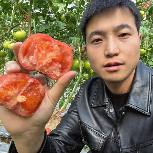 陕西【普罗旺斯西红柿】酸甜多汁 果肉糯糯沙沙 拒绝膨大剂 记忆中的番茄味 现摘现发 新鲜直达！【京东发货】 商品图1