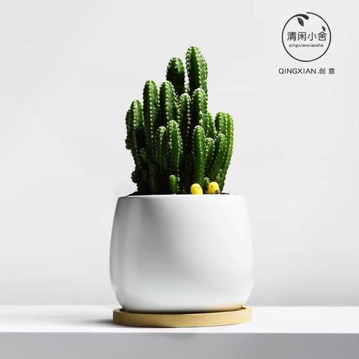 【盆景新品，好养又美观】万重山室内盆栽 仙人掌四季耐旱好养 植物办公室内桌面绿植 懒人盆景-QQ 商品图4