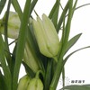 荷兰花材 | 小贝母绿白色 Meleagris Alba 商品缩略图0