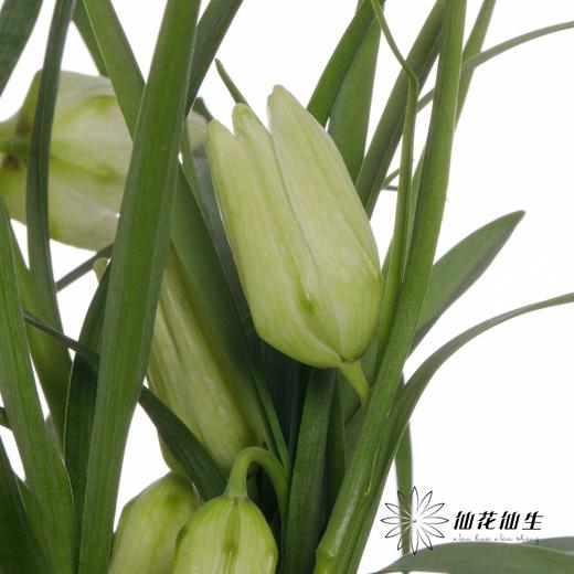荷兰花材 | 小贝母绿白色 Meleagris Alba 商品图0
