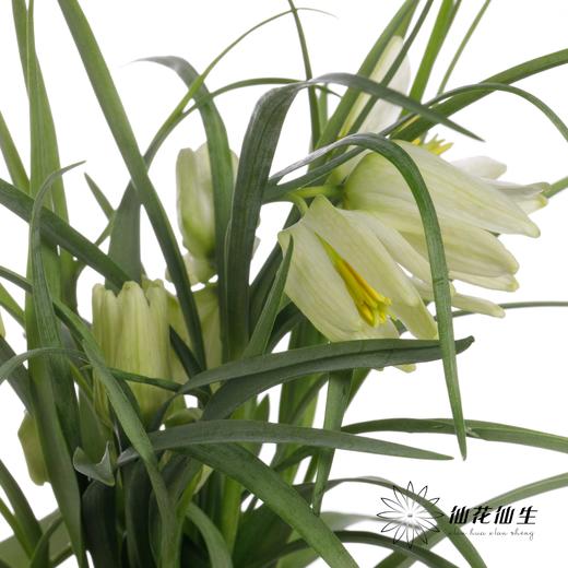 荷兰花材 | 小贝母绿白色 Meleagris Alba 商品图3