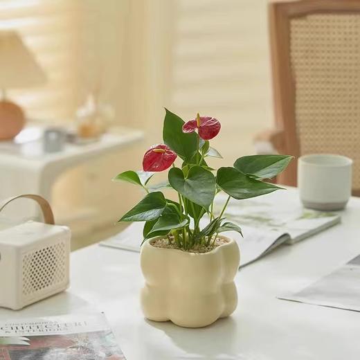 【网红盆栽，颜值在线】绿植室内花卉盆栽 办公室桌面摆件小盆景 植物发财树四季常青好养活 净化空气-QQ 商品图8