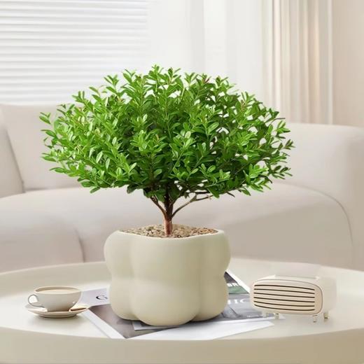 【网红盆栽，颜值在线】绿植室内花卉盆栽 办公室桌面摆件小盆景 植物发财树四季常青好养活 净化空气-QQ 商品图9