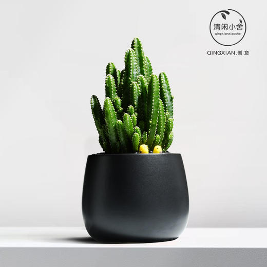 【盆景新品，好养又美观】万重山室内盆栽 仙人掌四季耐旱好养 植物办公室内桌面绿植 懒人盆景-QQ 商品图5