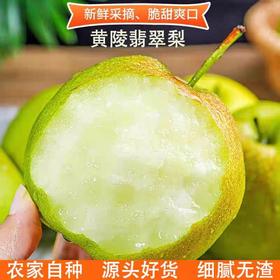 陕北黄陵翡翠梨【收到后冰箱保存】 | 山人优选，皮如翡翠，肉似玉脂，酥脆细腻，一口爆汁，脆甜可口